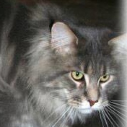 Wytopitlock The Final Cut