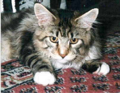Ravishing O'Brian - maine-coon