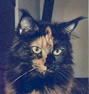 Chayenne of Nantucket