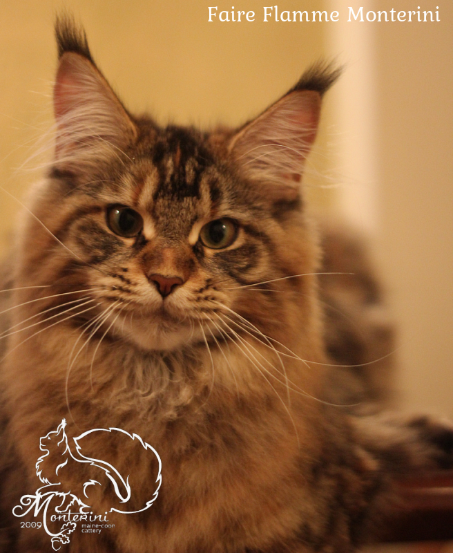 Faire Flamme Monterini - maine-coon