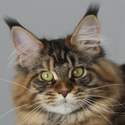 Faire Flamme Monterini