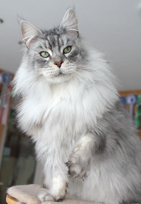 Williamina Takeshi - maine-coon