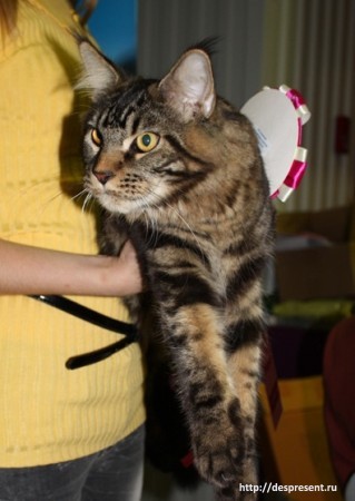 Efrat Destiny Present - maine-coon