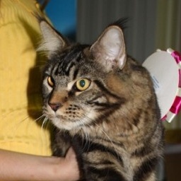 Efrat Destiny Present