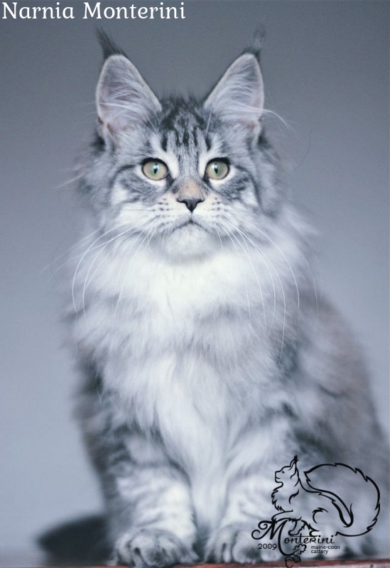 Narnia Monterini - maine-coon