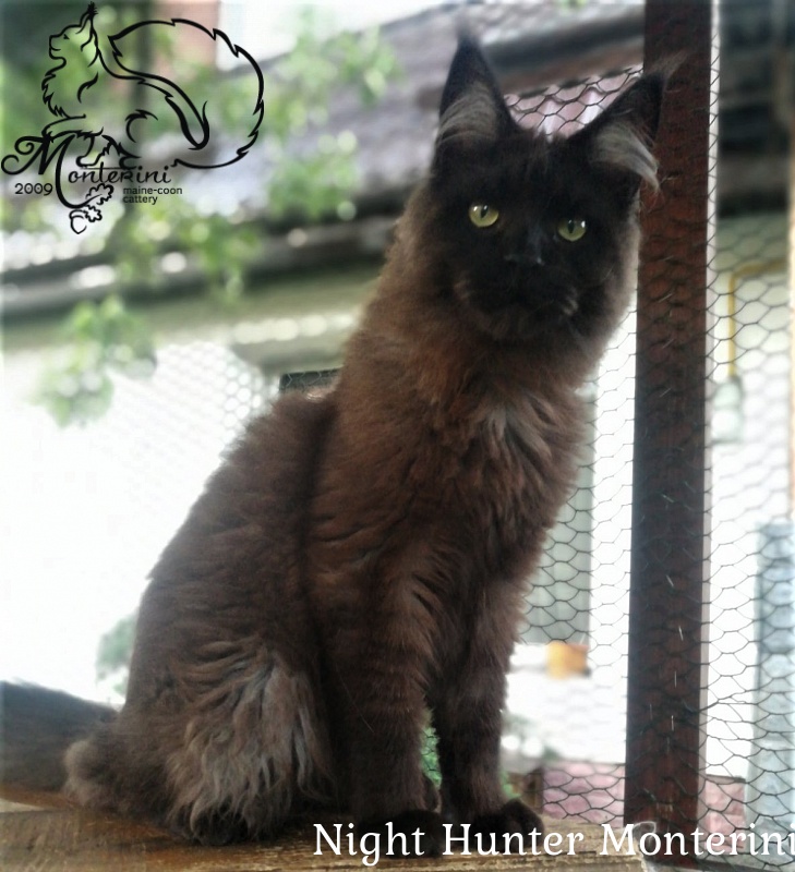 Night Hunter Monterini - maine-coon