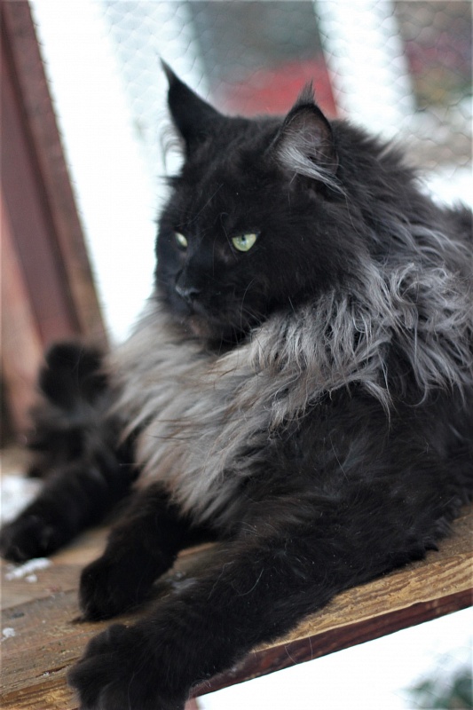 Night Hunter Monterini - Adult maine-coon 1 year 6 months 0.5 weeks