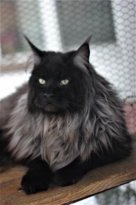 Night Hunter Monterini - Adult maine-coon 1 year 6 months 0.5 weeks