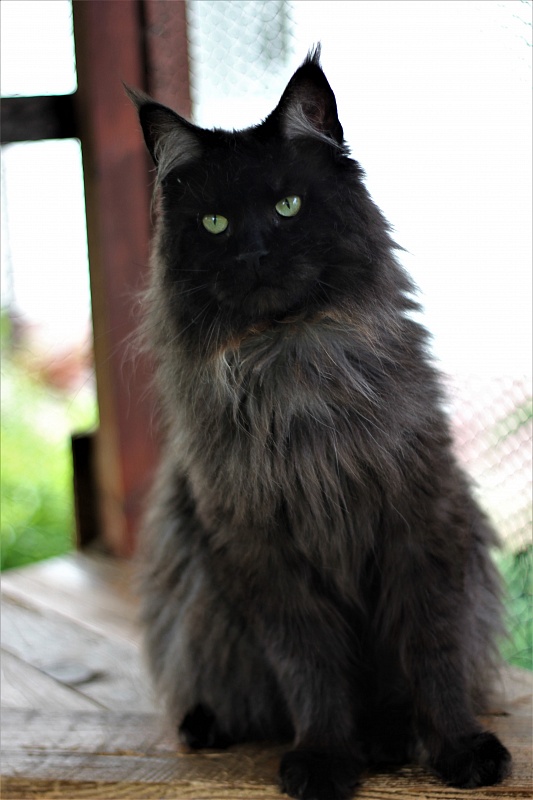 Night Hunter Monterini - Adult maine-coon 1 year 10 months