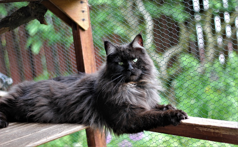 Night Hunter Monterini - Adult maine-coon 1 year 10 months