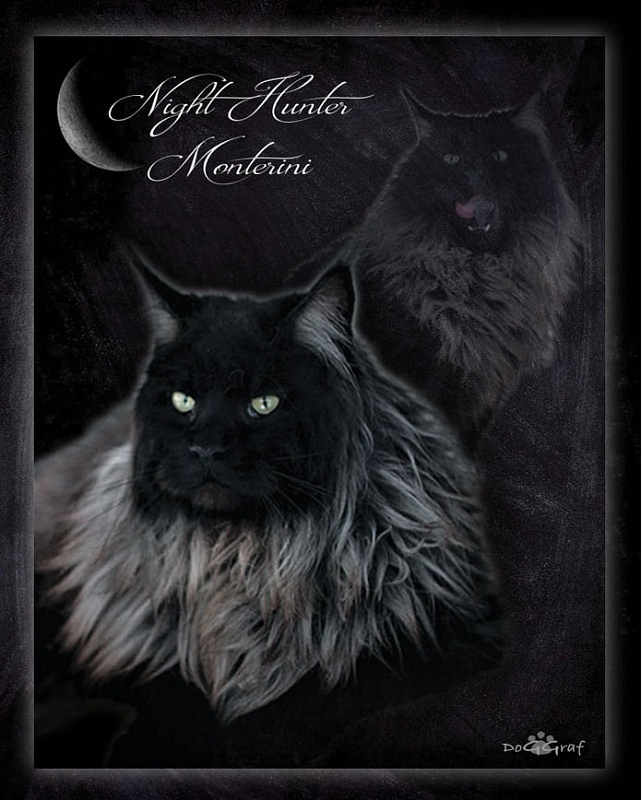 Night Hunter Monterini - maine-coon