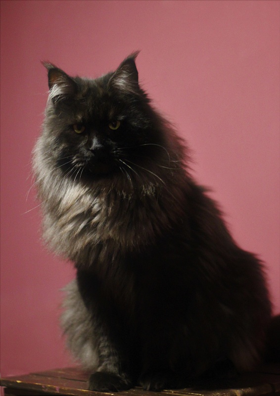 Night Hunter Monterini - Adult maine-coon 1 year 5 months