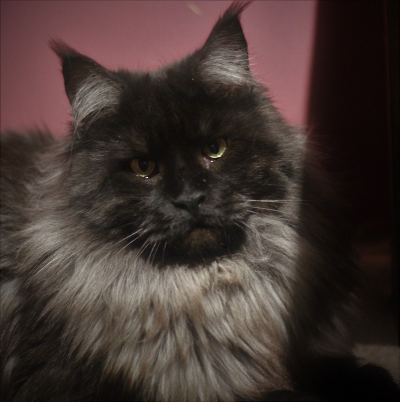 Night Hunter Monterini - Adult maine-coon 1 year 5 months