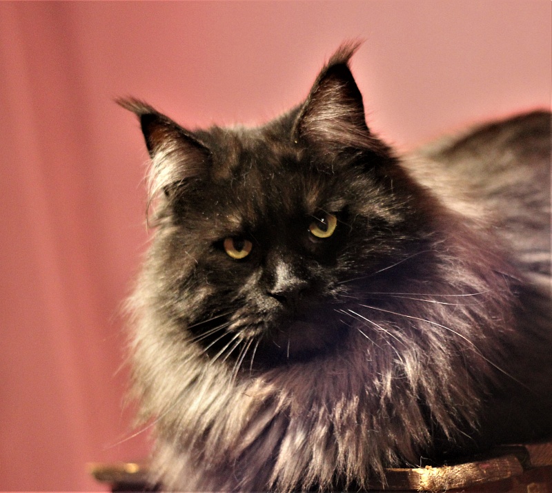 Night Hunter Monterini - Adult maine-coon 1 year 5 months