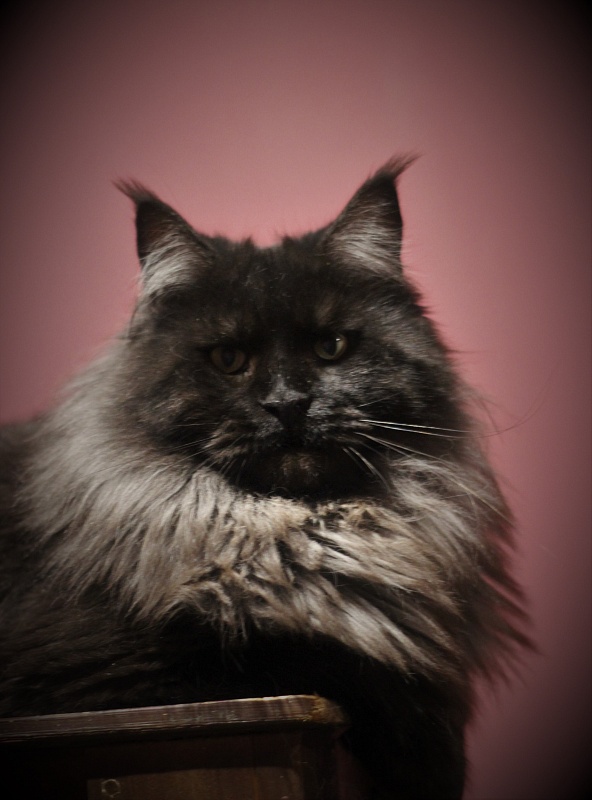 Night Hunter Monterini - Adult maine-coon 1 year 5 months