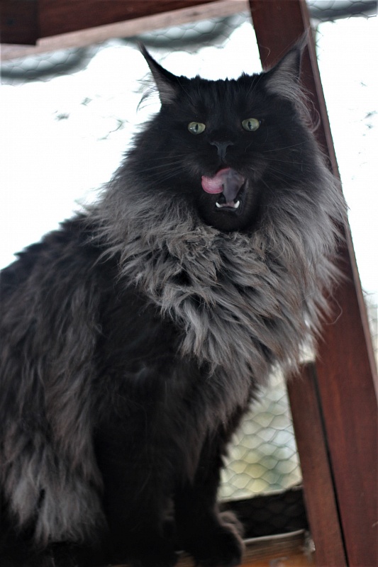 Night Hunter Monterini - Adult maine-coon 1 year 6 months 0.5 weeks