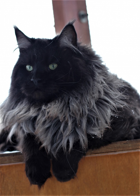 Night Hunter Monterini - Adult maine-coon 1 year 6 months 0.5 weeks