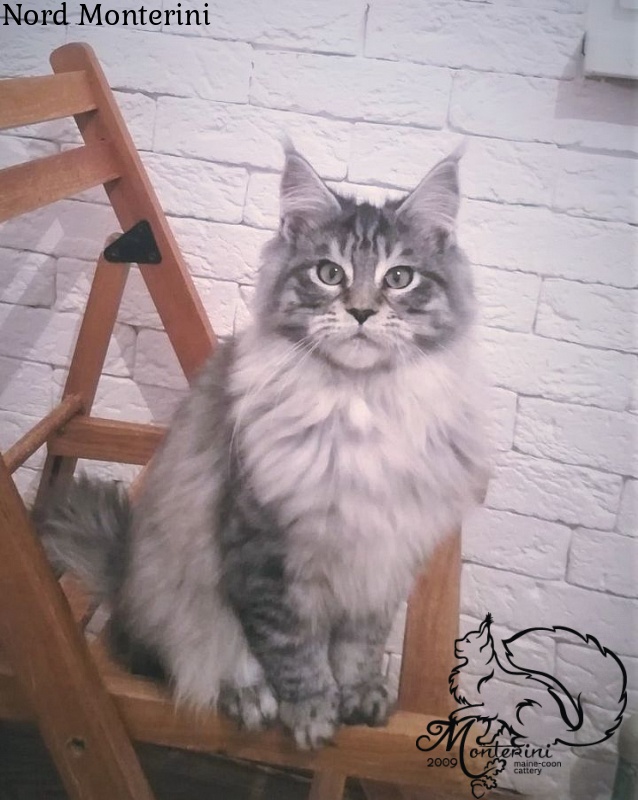 Nord Monterini - maine-coon