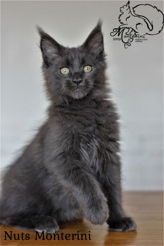 Nuts Monterini - мейн-кун