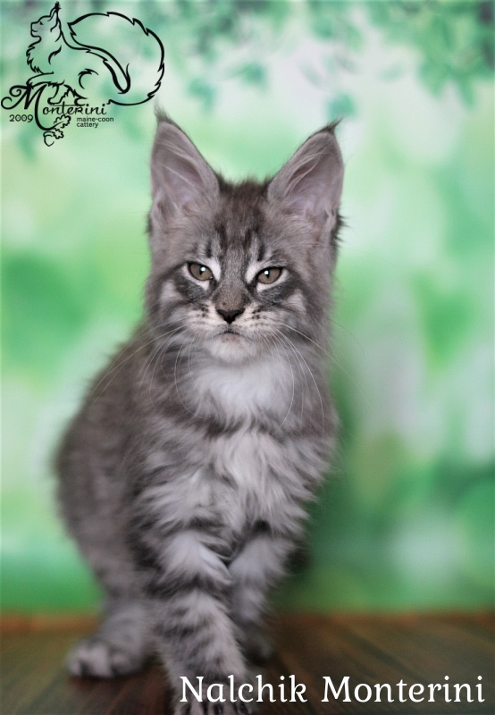 Nalchik Monterini - maine-coon