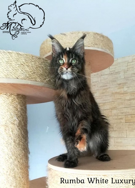 Rumba White Luxury - maine-coon
