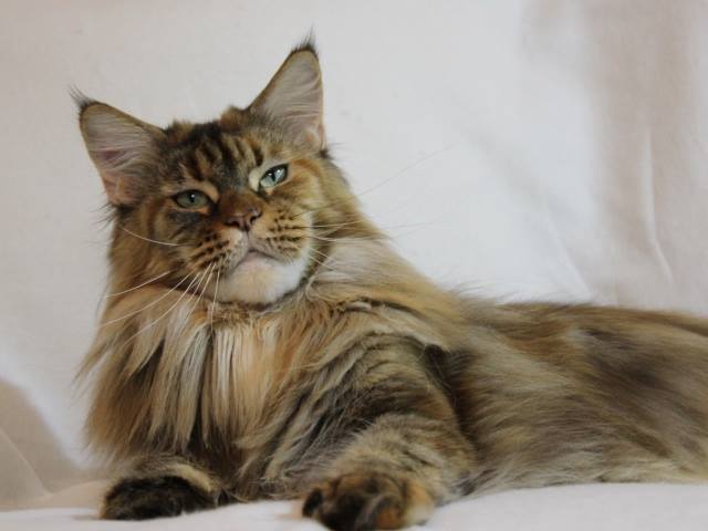 Esmeralda Amber Sun - мейн-кун