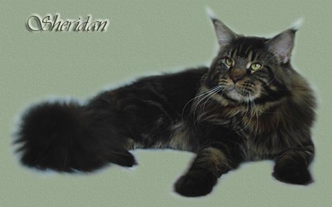 Super-Star's Sheridan Connor - maine-coon 03/12/2007