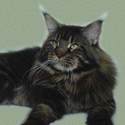 Super-Star's Sheridan Connor