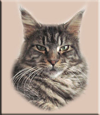 Lemhi Coon Dark Age - maine-coon 01/10/2008