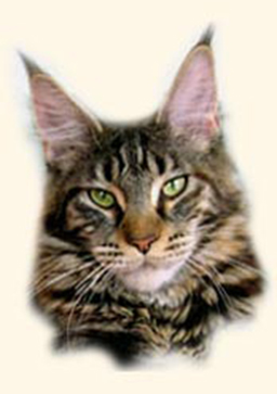 Langstteich's DD'Amazing - maine-coon