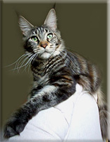 Langstteich's DD'Amazing - maine-coon