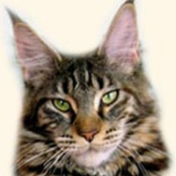 Langstteich's DD'Amazing