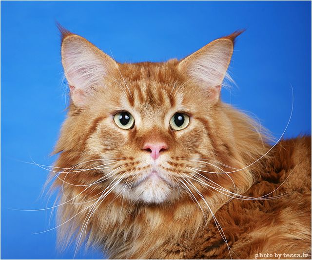 Langstteich's Es'Agadir - maine-coon