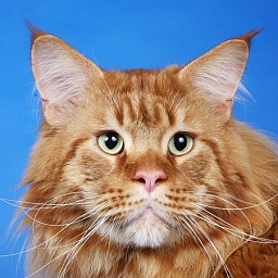 Langstteich's Es'Agadir