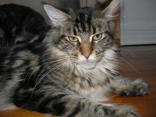 Escape's Ironica - Дорослий мейн-кун 2008 років 2 місяця