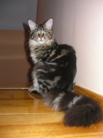 Escape's Ironica - мейн-кун