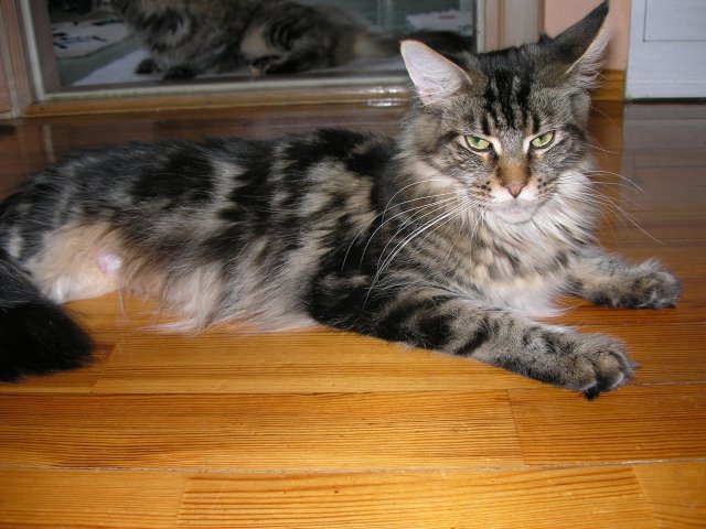 Escape's Ironica - мейн-кун