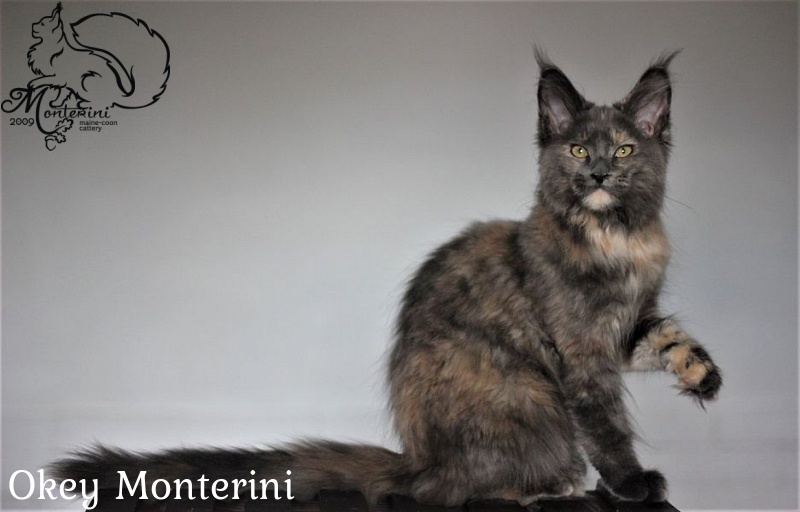 Okey Monterini - мейн-кун