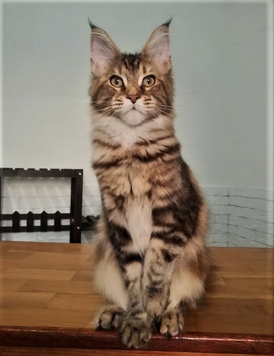 Olivera Monterini - maine-coon