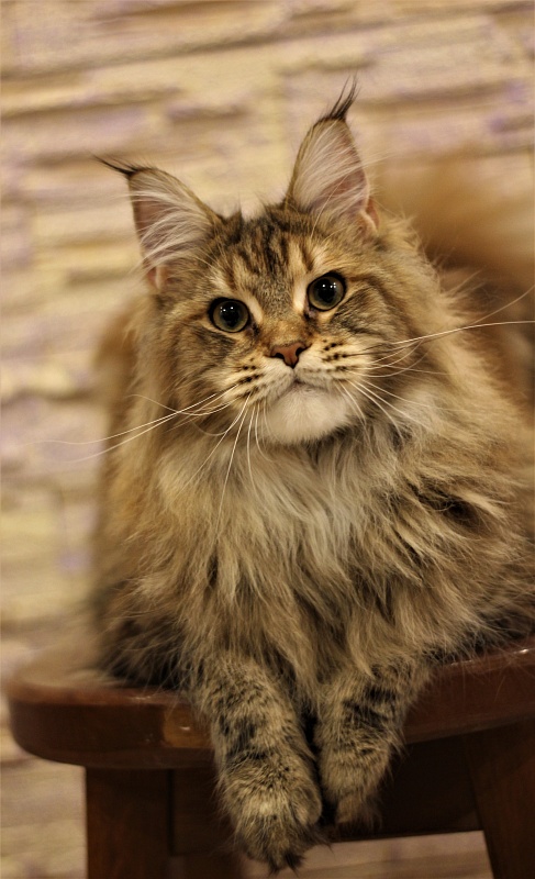 Olivera Monterini - Junior maine-coon 8.5 months