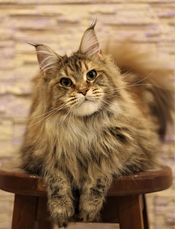 Olivera Monterini - Junior maine-coon 8.5 months