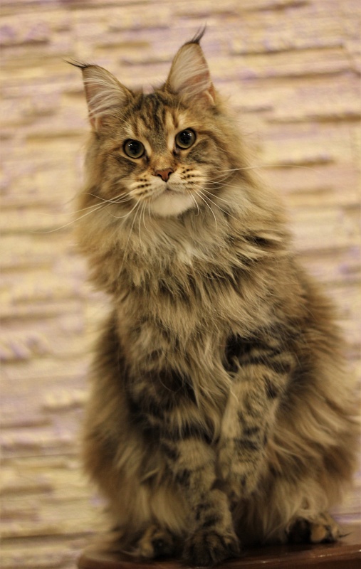 Olivera Monterini - Junior maine-coon 8.5 months