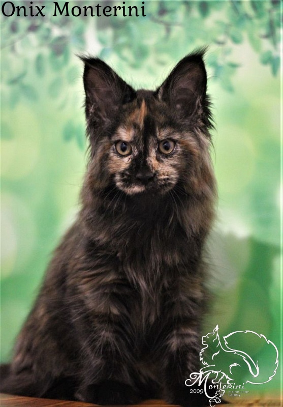 UA*Onix Monterini - maine-coon