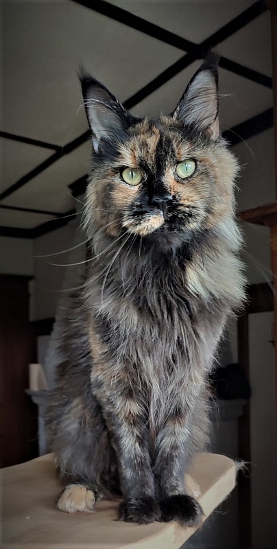 UA*Onix Monterini - Adult maine-coon 3 years 4 months 4 weeks