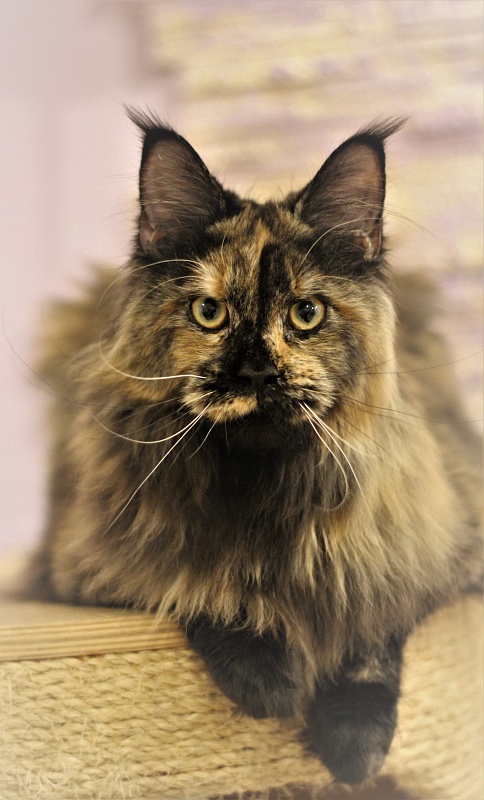 UA*Onix Monterini - Junior maine-coon 8.5 months