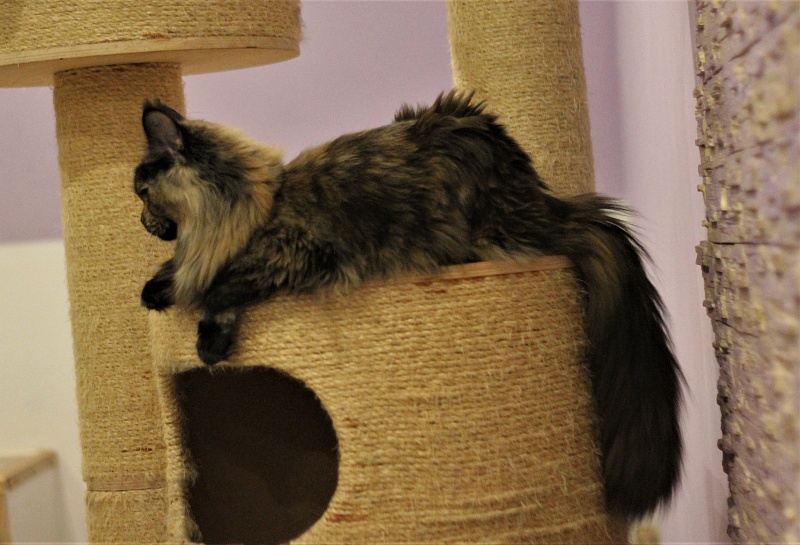 UA*Onix Monterini - Junior maine-coon 8.5 months