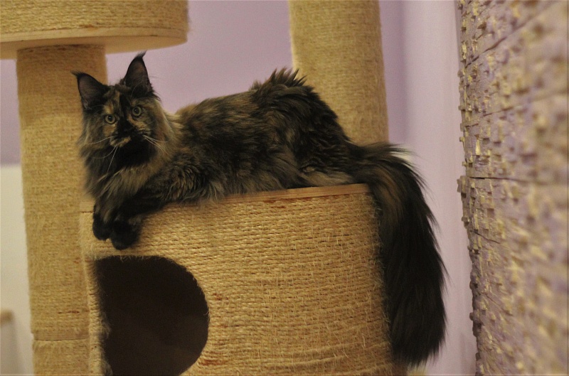 UA*Onix Monterini - Junior maine-coon 8.5 months