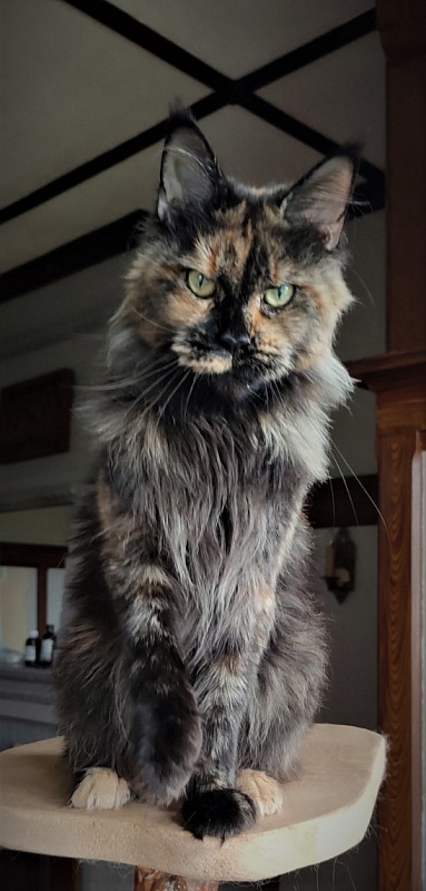 UA*Onix Monterini - Adult maine-coon 3 years 4 months 4 weeks