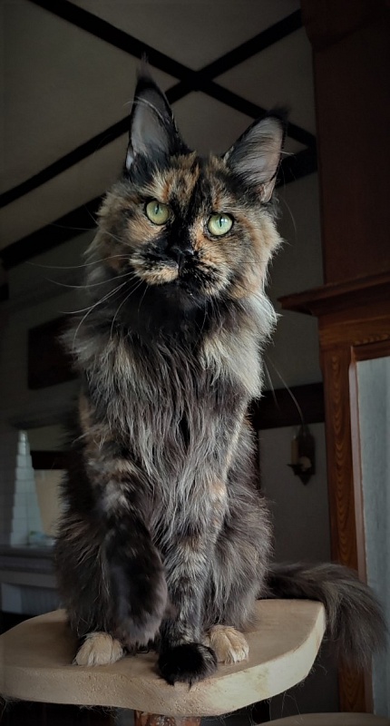 UA*Onix Monterini - Adult maine-coon 3 years 4 months 4 weeks