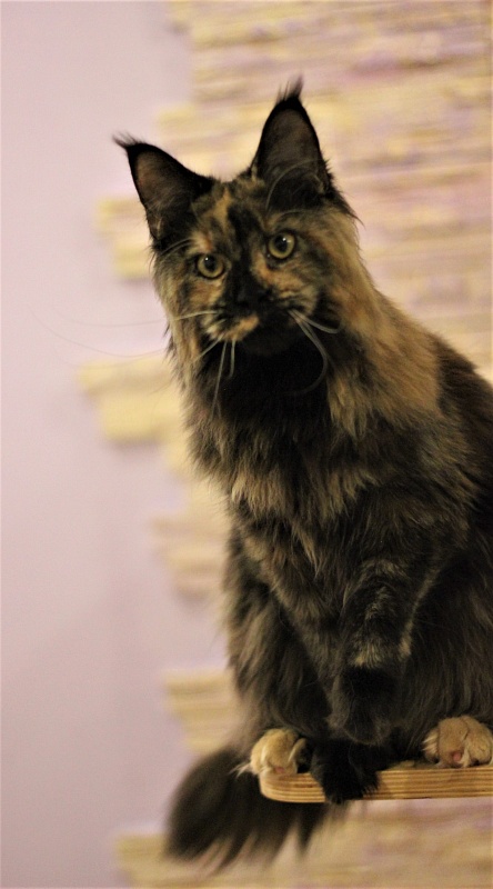 UA*Onix Monterini - Junior maine-coon 7 months 2 weeks